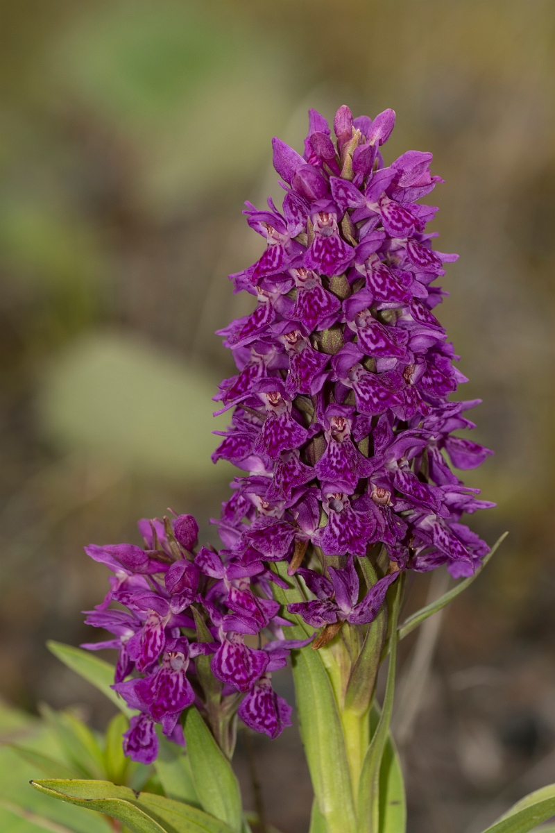 David Plant Photography - Wildlife Photography - Northern marsh orchid - C.jpg - Northern marsh orchid - Ayrshire