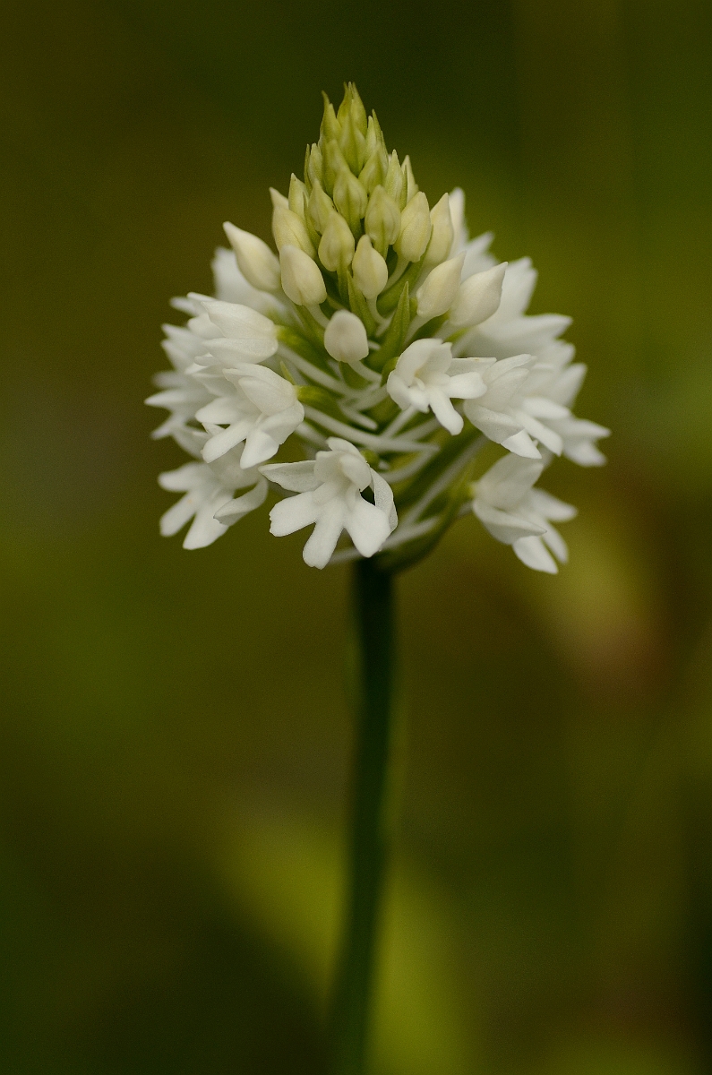David Plant Photography - Wildlife Photography - Pyramidal orchid - D.jpg - Pyramidal orchid var albiflora - Oxfordshire