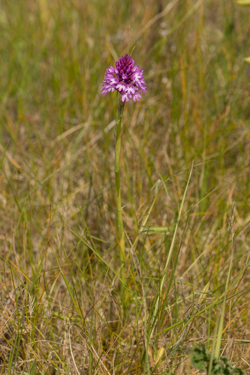 David Plant Photography - Wildlife Photography - Pyramidal orchid - F.jpg - Pyramidal orchid - Kent