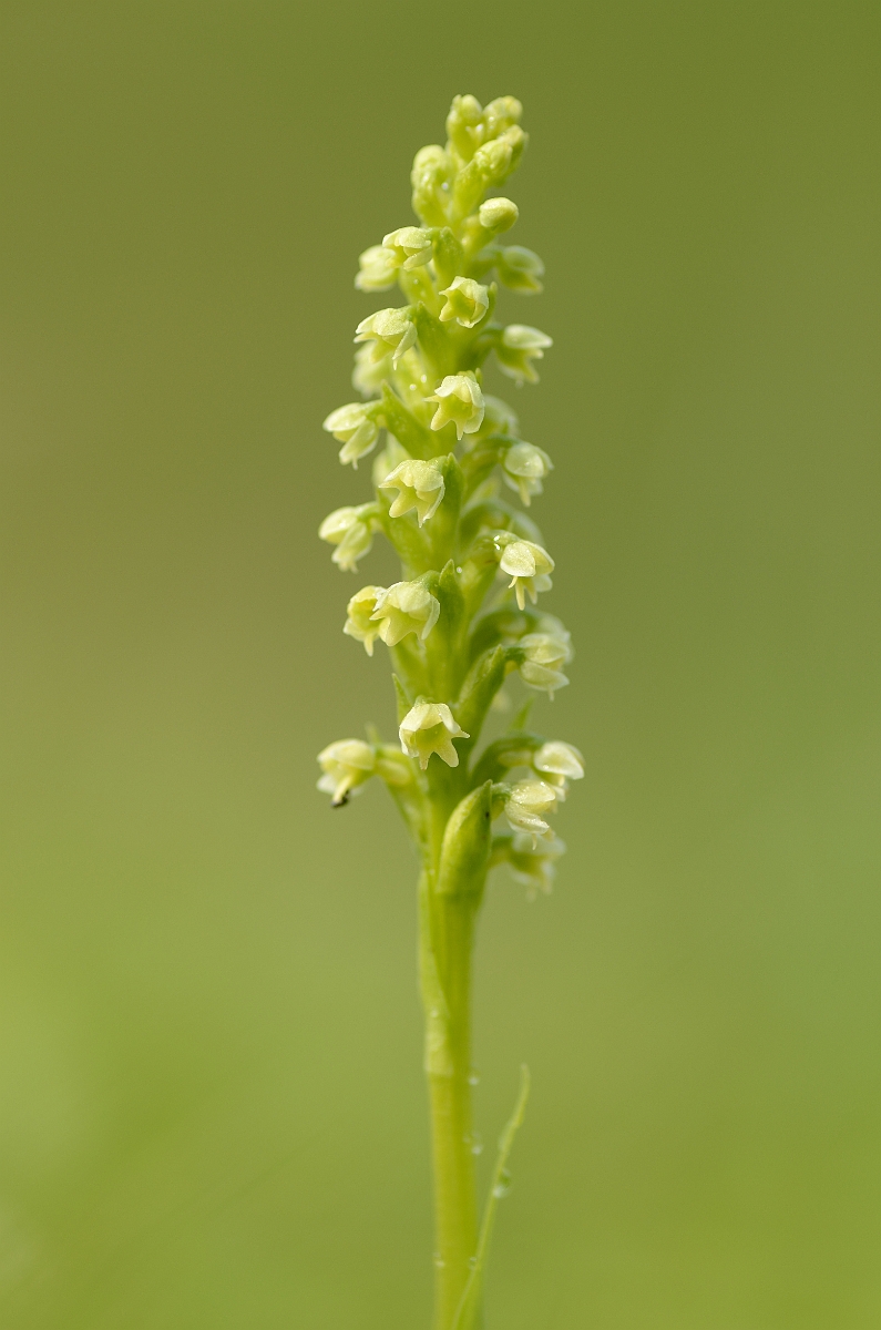 David Plant Photography - Wildlife Photography - Small white orchid - A.jpg - Small white orchid spike - Perth and Kinross