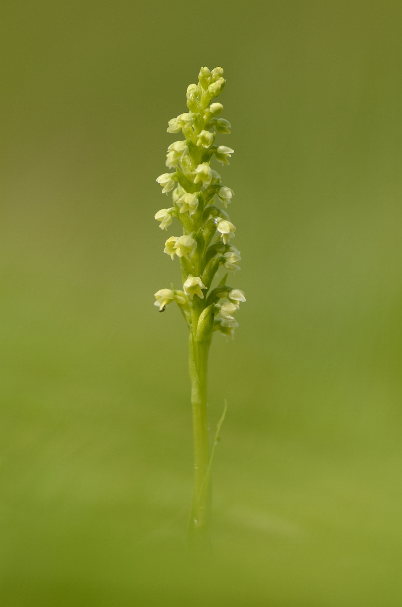 David Plant Photography - Wildlife Photography - Small white orchid - B.jpg - Small white orchid plant - Perth and Kinross