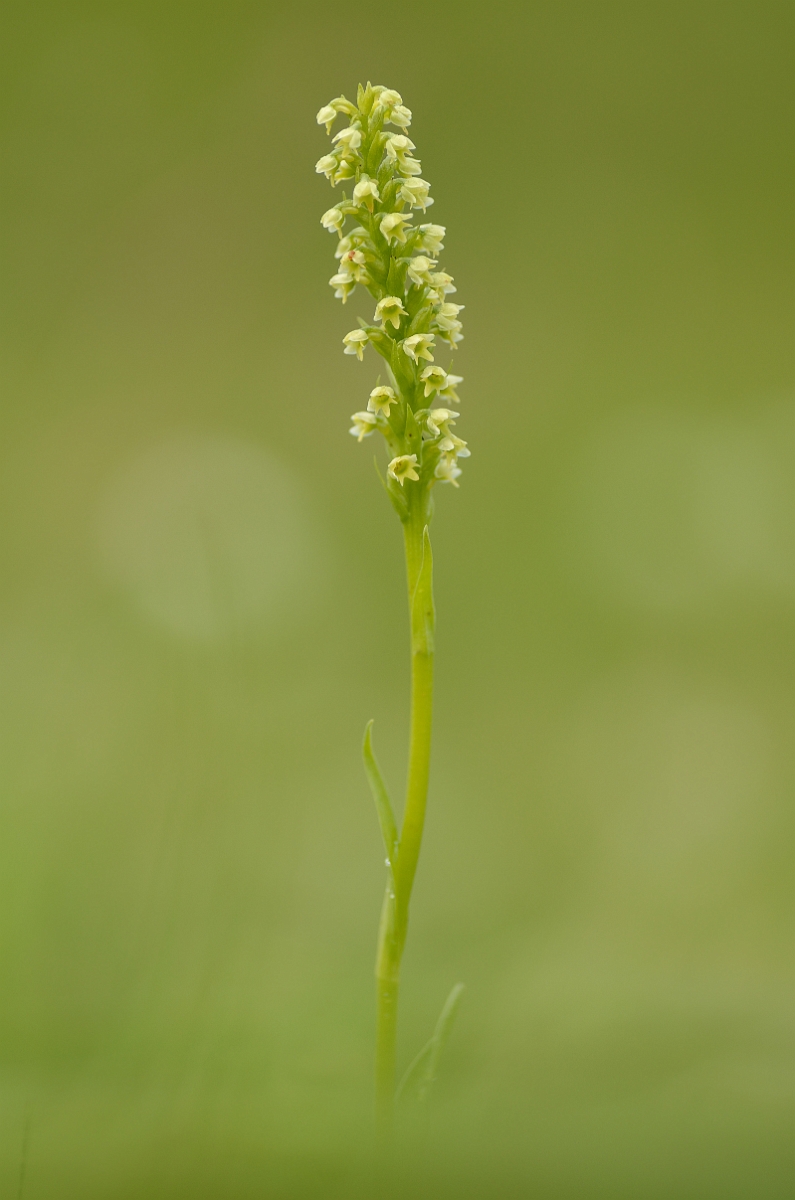 David Plant Photography - Wildlife Photography - Small white orchid - C.jpg - Small white orchid plant - Perth and Kinross