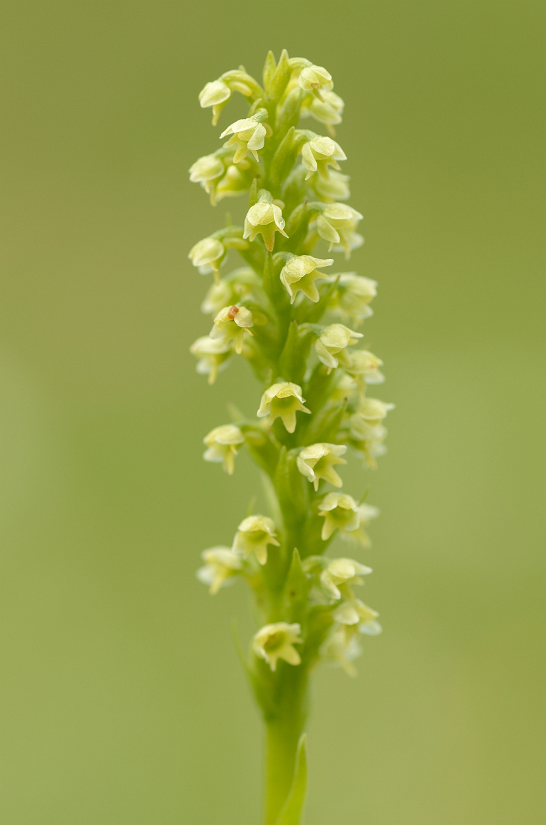 David Plant Photography - Wildlife Photography - Small white orchid - D.jpg - Small white orchid spike - Perth and Kinross