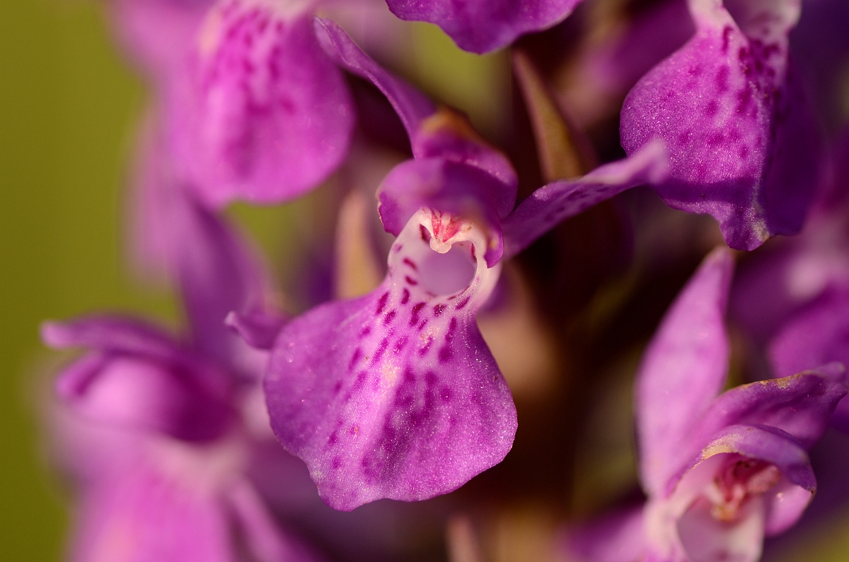 David Plant Photography - Wildlife Photography - Southern marsh orchid - D.jpg - Southern marsh orchid flower - Hertfordshire