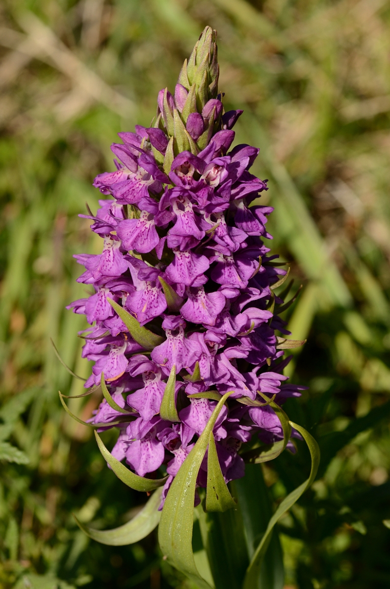 David Plant Photography - Wildlife Photography - Southern marsh orchid - E.jpg - Southern marsh orchid spike - Bridgend