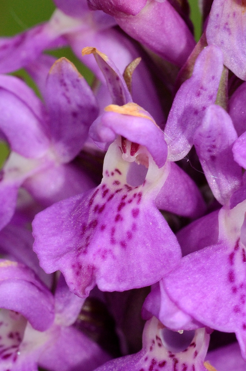 David Plant Photography - Wildlife Photography - Southern marsh orchid - G.jpg - Southern marsh orchid flower - Bridgend