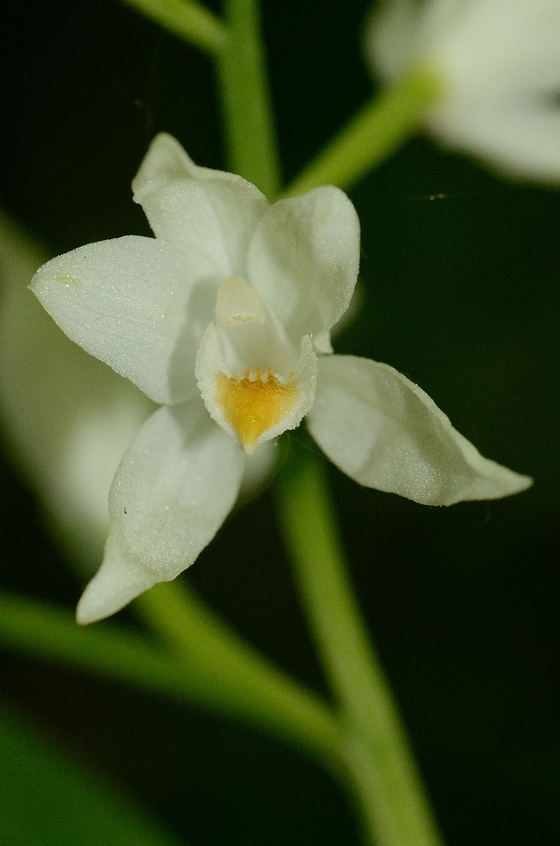 David Plant Photography - Wildlife Photography - Sword-leaved helleborine - A.jpg - Sword-leaved helleborine flower - Hampshire