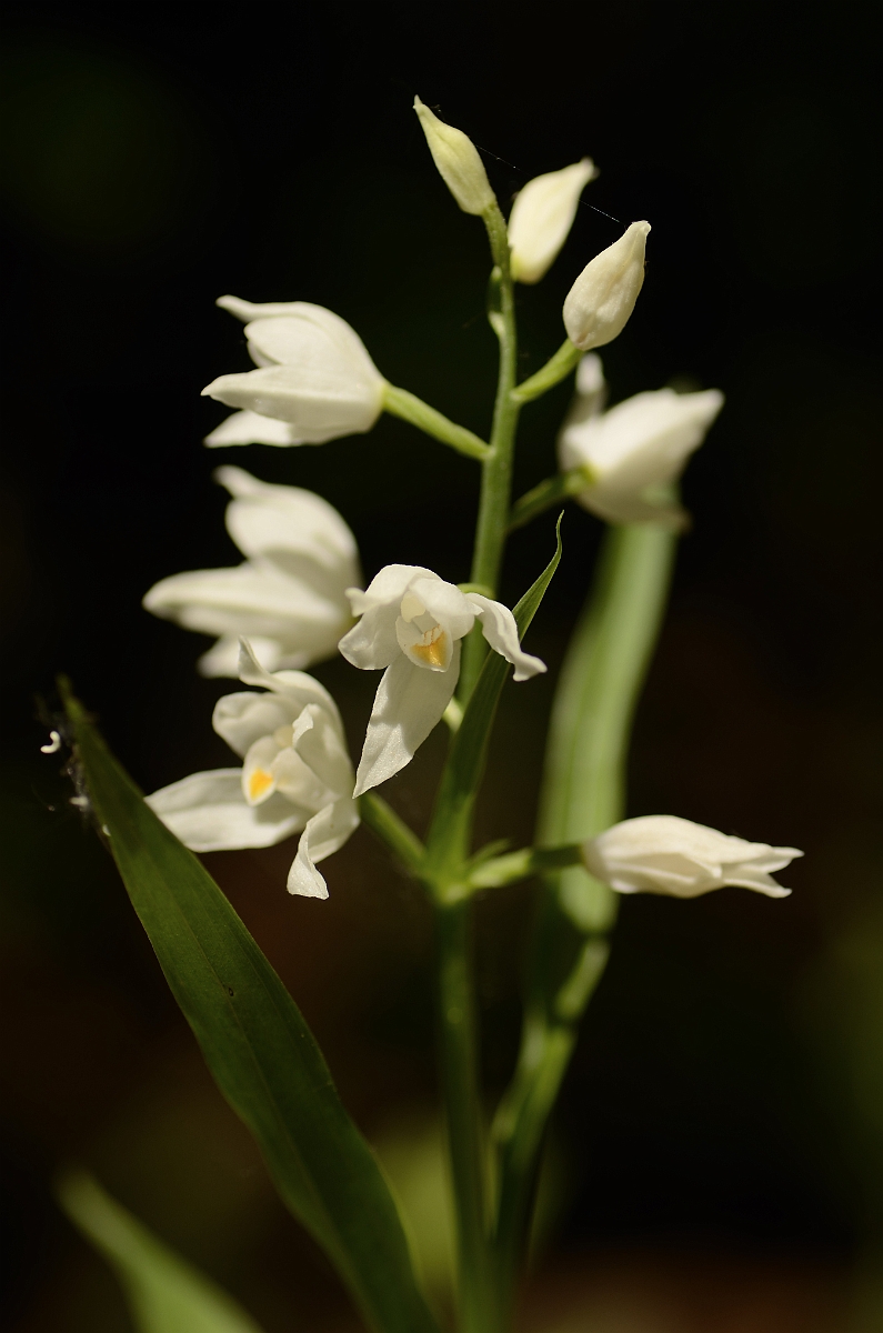 David Plant Photography - Wildlife Photography - Sword-leaved helleborine - B.jpg - Sword-leaved helleborine flowering spike - Hampshire