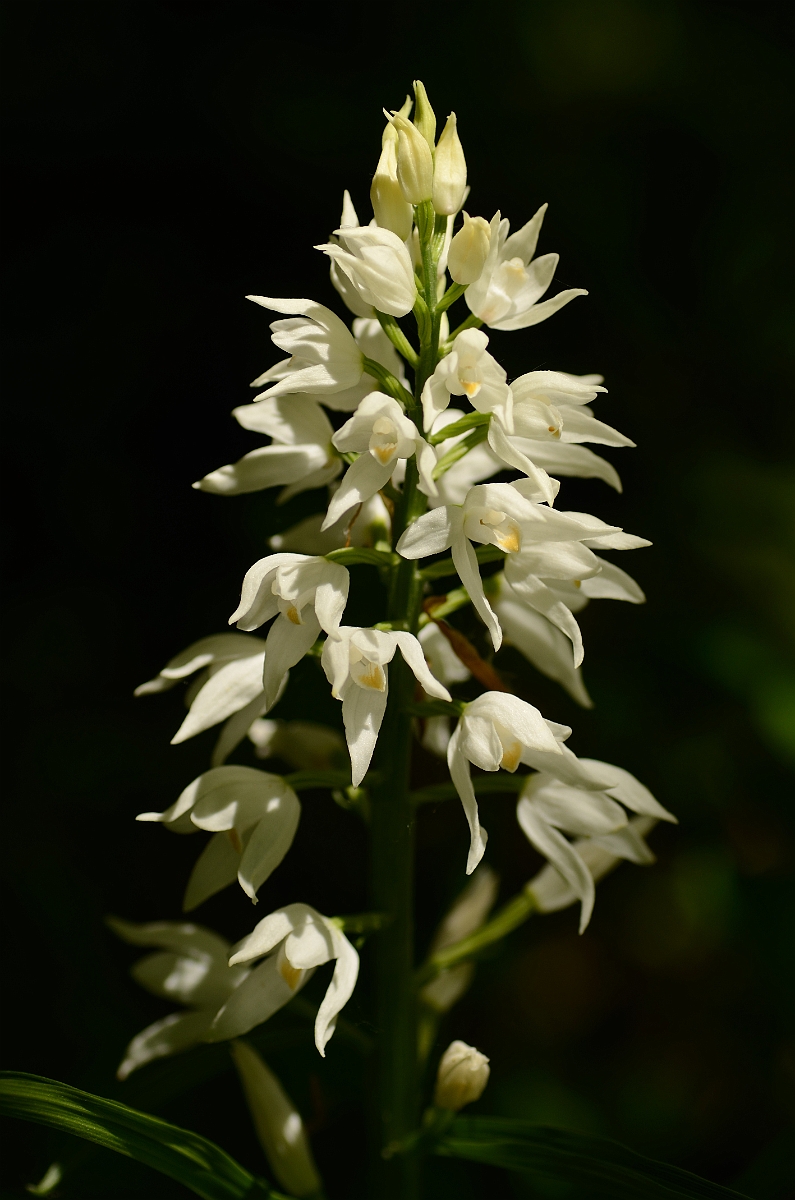 David Plant Photography - Wildlife Photography - Sword-leaved helleborine - C.jpg - Sword-leaved helleborine flowering spike - Hampshire
