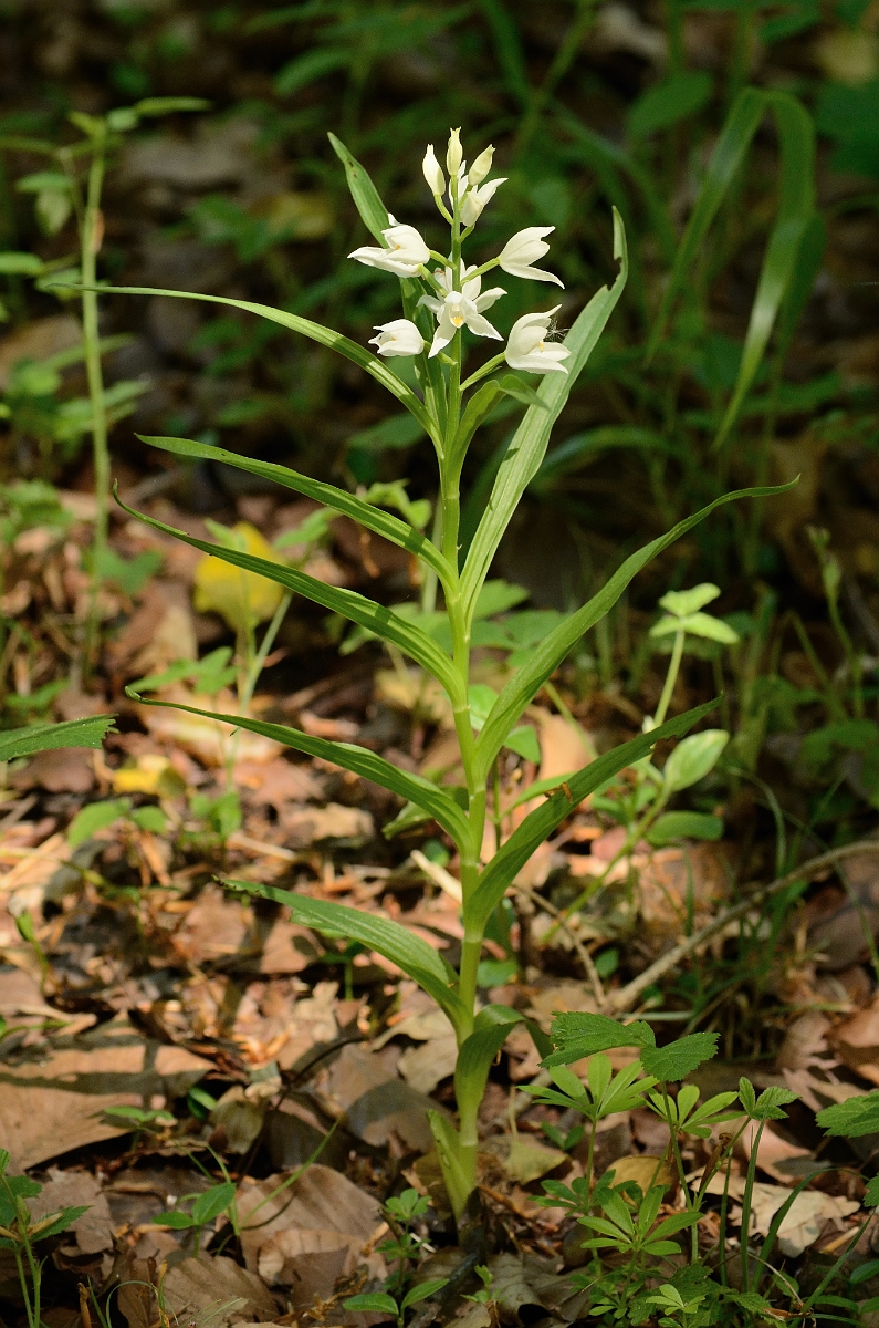 David Plant Photography - Wildlife Photography - Sword-leaved helleborine - F.jpg - Sword-leaved helleborine plant - Hampshire