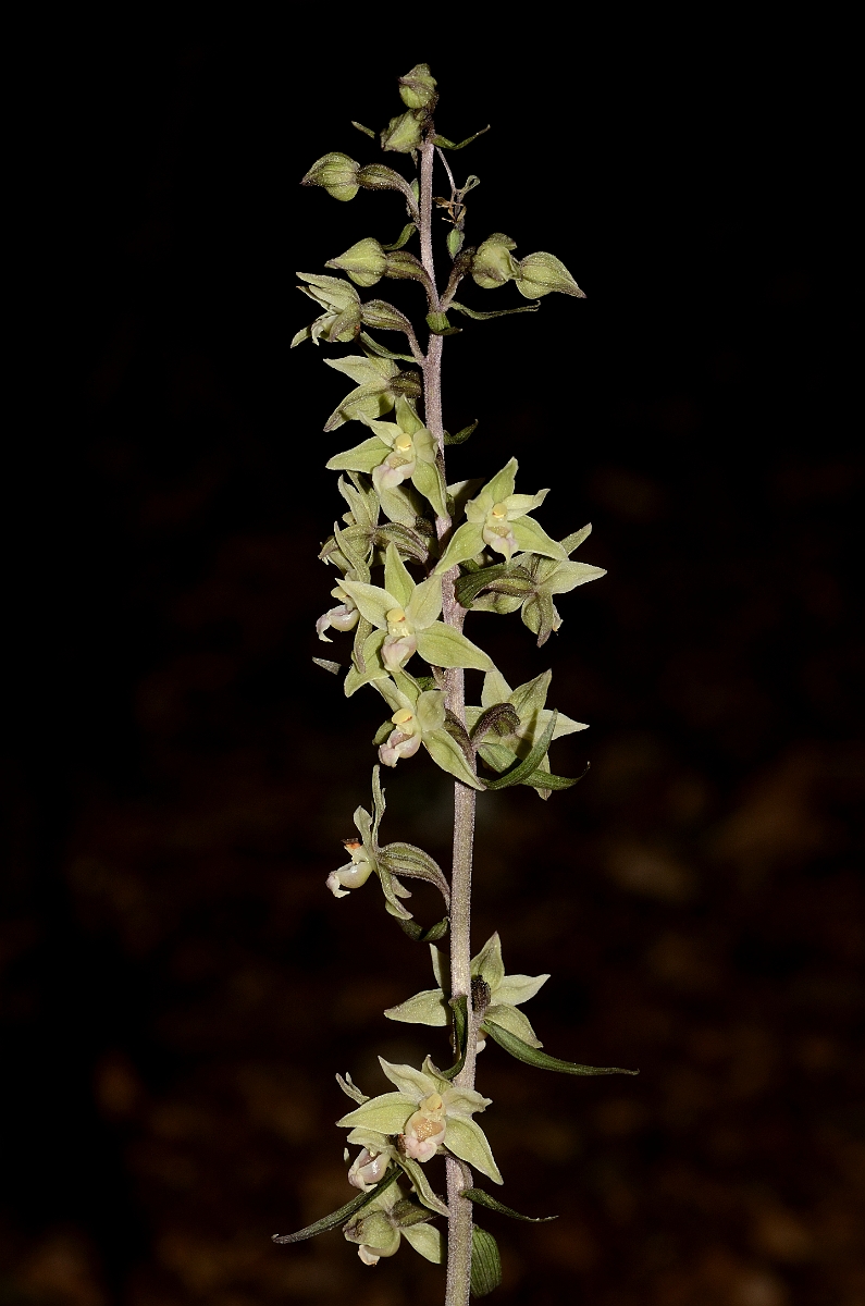 David Plant Photography - Wildlife Photography - Violet helleborine - A.jpg - Violet helleborine flower spike - Oxfordshire