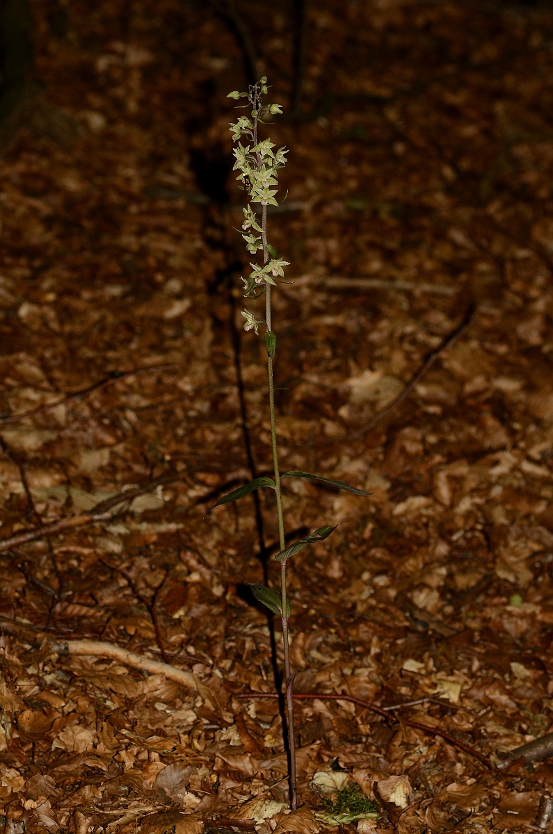 David Plant Photography - Wildlife Photography - Violet helleborine - B.jpg - Violet helleborine plant - Oxfordshire