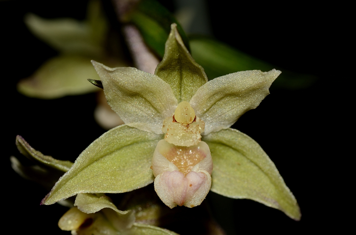 David Plant Photography - Wildlife Photography - Violet helleborine - C.jpg - Violet helleborine fower - Oxfordshire