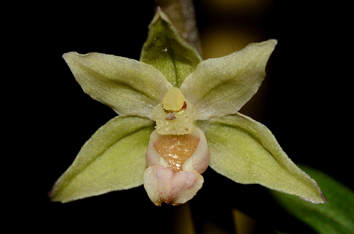 David Plant Photography - Wildlife Photography - Violet helleborine - D.jpg - Violet helleborine fower - Oxfordshire