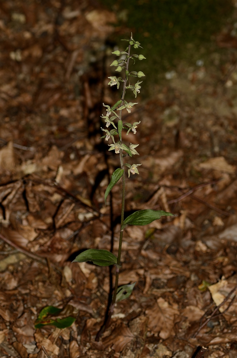 David Plant Photography - Wildlife Photography - Violet helleborine - F.jpg - Violet helleborine plant - Oxfordshire