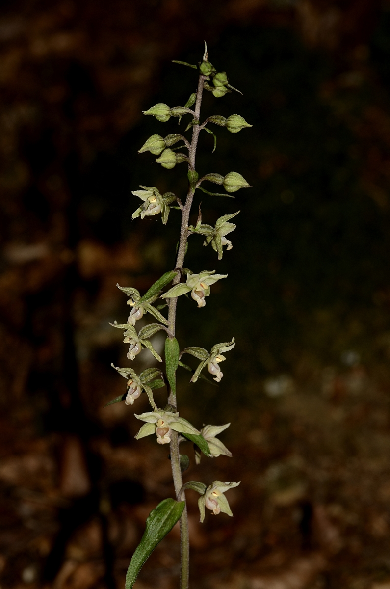 David Plant Photography - Wildlife Photography - Violet helleborine - G.jpg - Violet helleborine flower spike - Oxfordshire