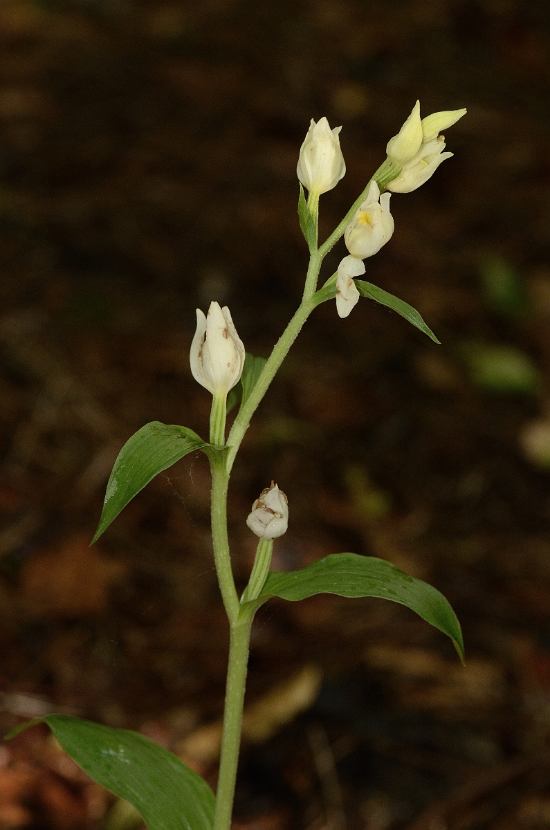 David Plant Photography - Wildlife Photography - White helleborine - A.jpg - White helleborine spike - Hertfordshire