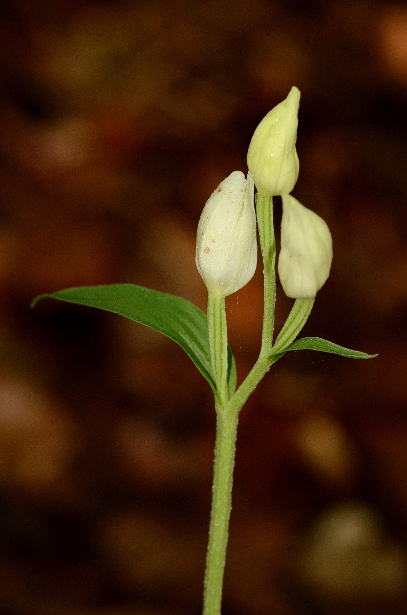 David Plant Photography - Wildlife Photography - White helleborine - E.jpg - White helleborine flower - Hertfordshire