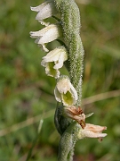 David Plant Photography - Wildlife Photographer - Autumn ladys tresses - A