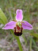David Plant Photography - Wildlife Photographer - Bee orchid - A