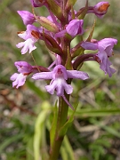 David Plant Photography - Wildlife Photographer - Fragrant orchid flower - A