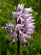 David Plant Photography - Wildlife Photographer - Monkey orchid - A