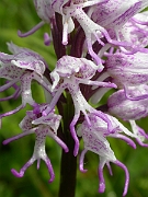 David Plant Photography - Wildlife Photographer - Monkey orchid flower - B