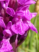 David Plant Photography - Wildlife Photographer - Northern marsh orchid - A