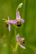 David Plant Photography - Wildlife Photography - Bee orchid - C