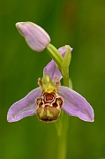 David Plant Photography - Wildlife Photography - Bee orchid - D