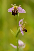 David Plant Photography - Wildlife Photography - Bee orchid - E