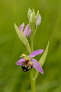 David Plant Photography - Wildlife Photography - Bee orchid - F