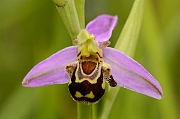 David Plant Photography - Wildlife Photography - Bee orchid - G