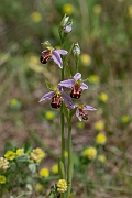 David Plant Photography - Wildlife Photography - Bee orchid - H