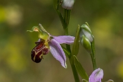 David Plant Photography - Wildlife Photography - Bee orchid - I