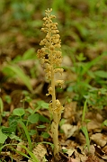 David Plant Photography - Wildlife Photography - Bird's-nest orchid - A
