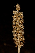 David Plant Photography - Wildlife Photography - Bird's-nest orchid - E