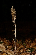 David Plant Photography - Wildlife Photography - Bird's-nest orchid - F