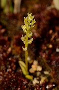 David Plant Photography - Wildlife Photography - Bog orchid - E