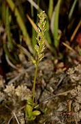 David Plant Photography - Wildlife Photography - Bog orchid - G
