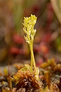 David Plant Photography - Wildlife Photography - Bog orchid - H