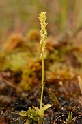 David Plant Photography - Wildlife Photography - Bog orchid - I