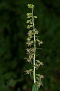 David Plant Photography - Wildlife Photography - Broad-leaved helleborine - A
