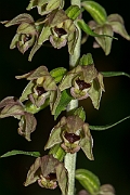 David Plant Photography - Wildlife Photography - Broad-leaved helleborine - B