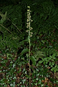 David Plant Photography - Wildlife Photography - Broad-leaved helleborine - C