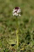 David Plant Photography - Wildlife Photography - Burnt orchid - A