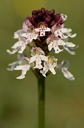 David Plant Photography - Wildlife Photography - Burnt orchid - B
