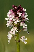 David Plant Photography - Wildlife Photography - Burnt orchid - E