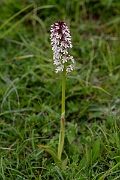 David Plant Photography - Wildlife Photography - Burnt orchid - F