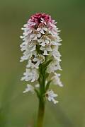 David Plant Photography - Wildlife Photography - Burnt orchid - H